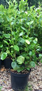 Griselinia Green Horizon product picture