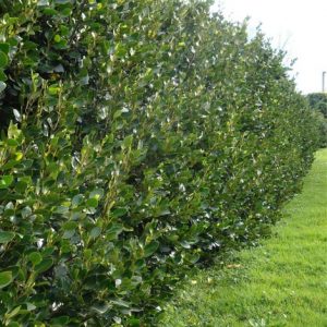 griselinia-green-horizon-hedge
