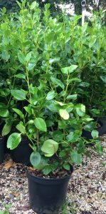 Griselinia Green Horizon 5ltr plant