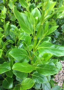 Griselinia Green Horizon leaves close up