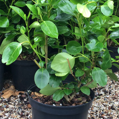 5L-Griselinia-Green-Horizon