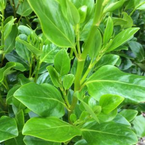 Griselinia-Green-Horizon