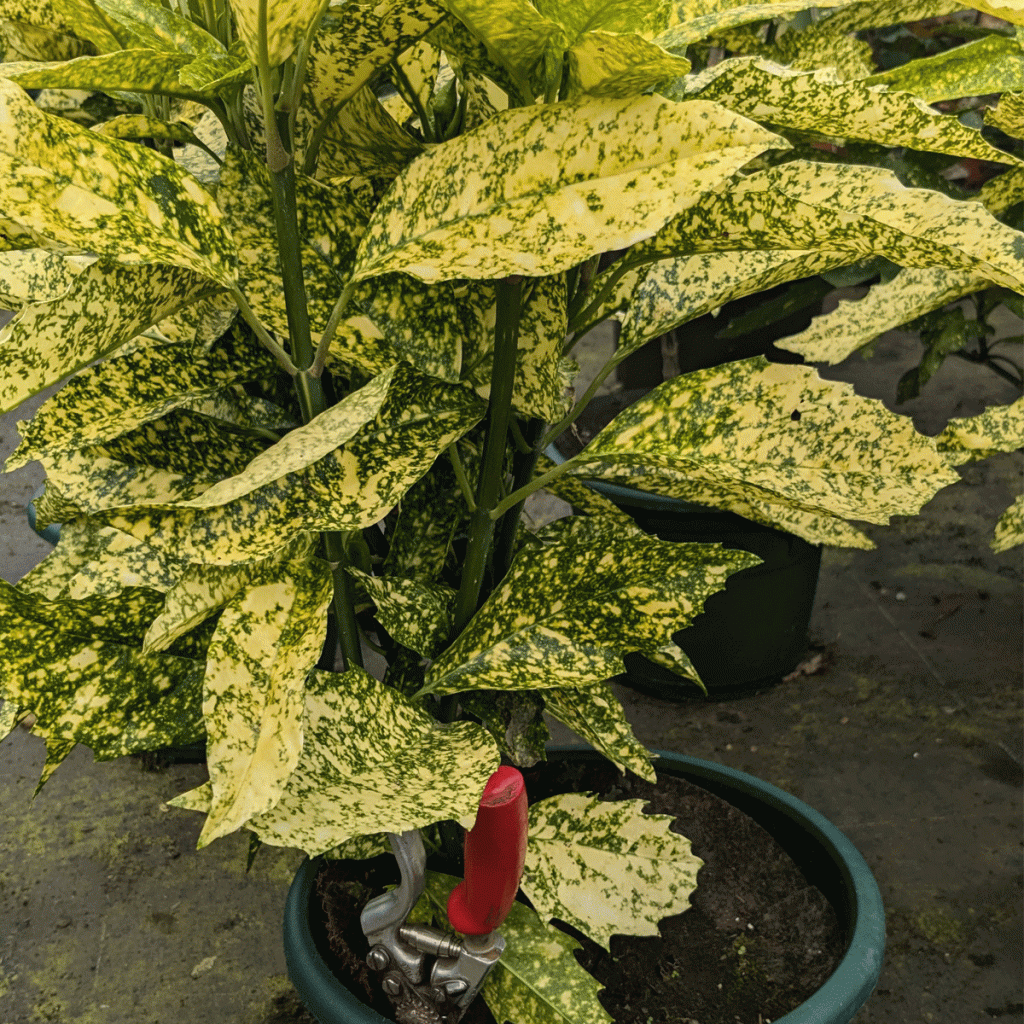 Aucuba Japonica Crotonfolia