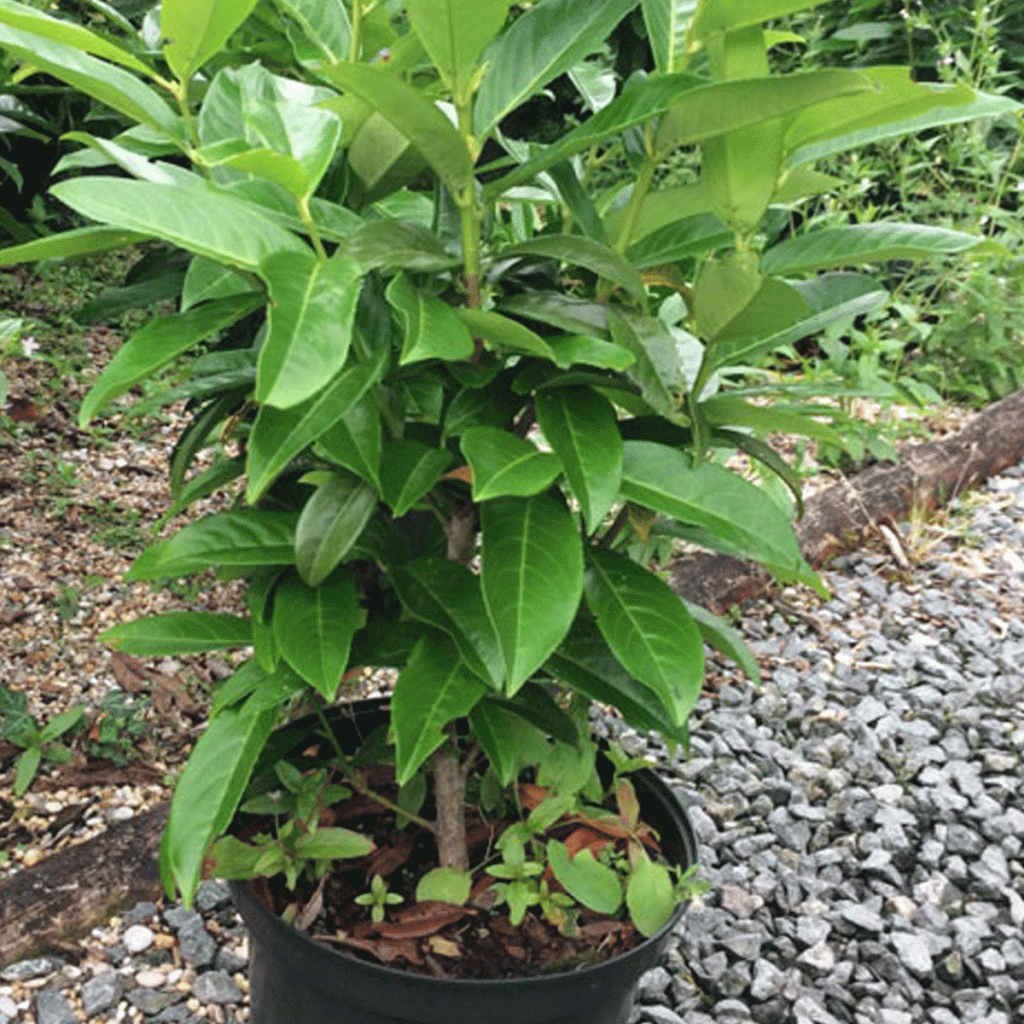 Prunus Genolia