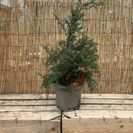 leptospermum scoparium