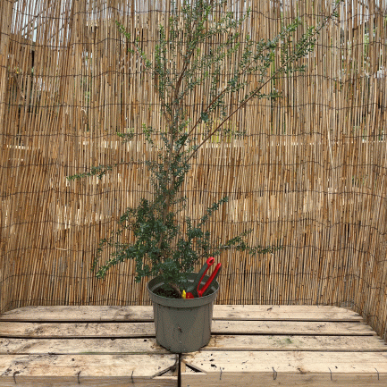Leptospermum scoparium manuka