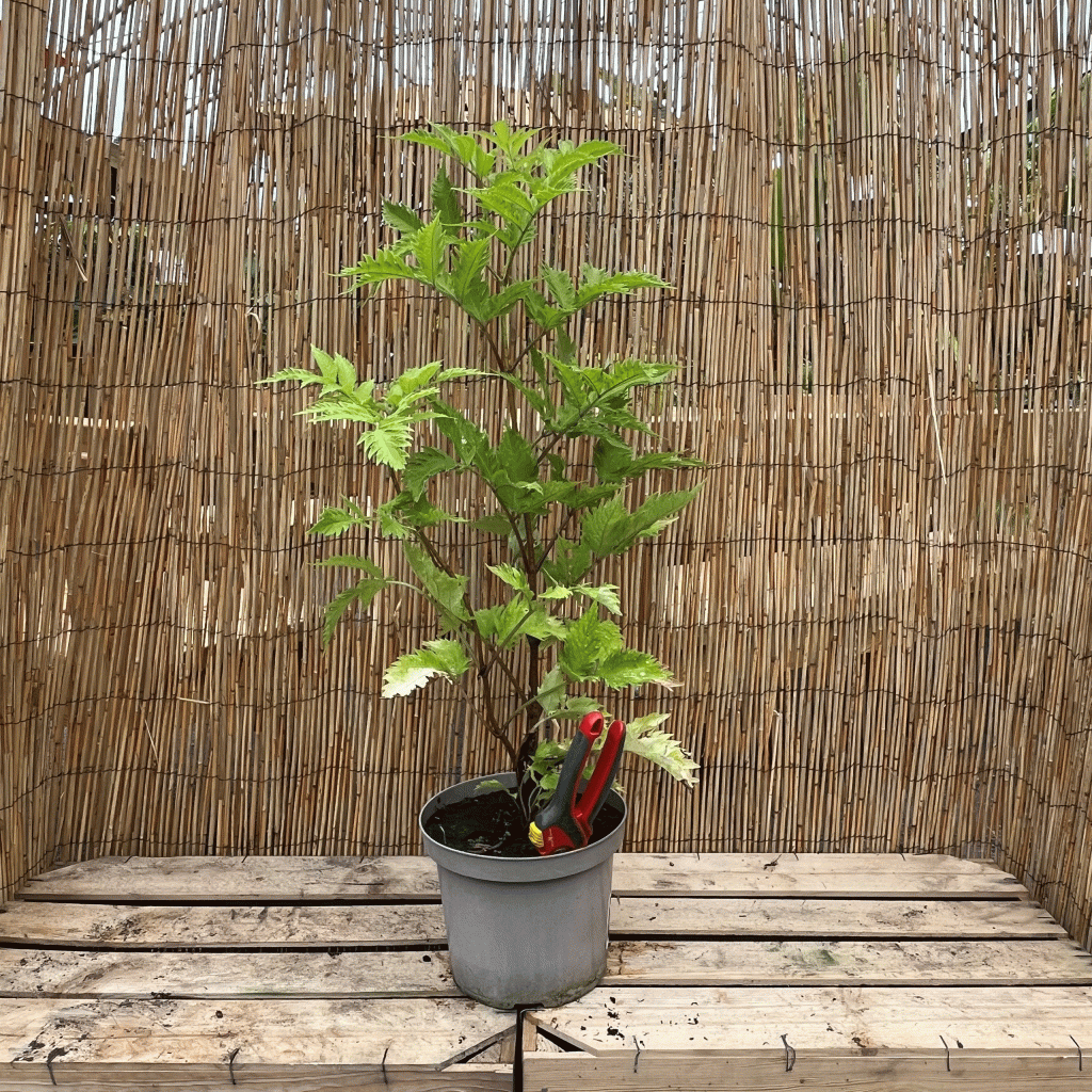 Sambucus nigra