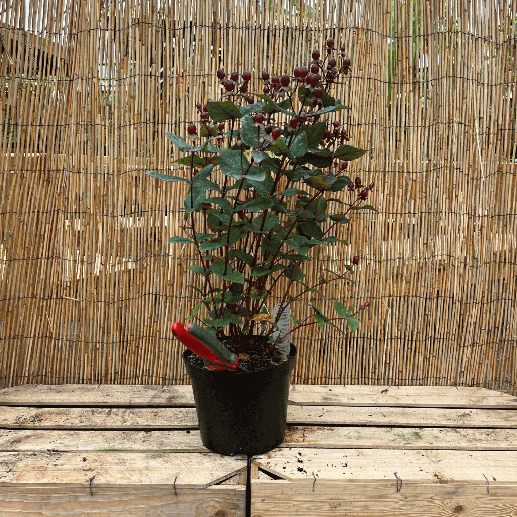 Hypericum x inodorum