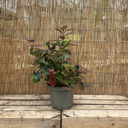 Leucothoe 'red lips'