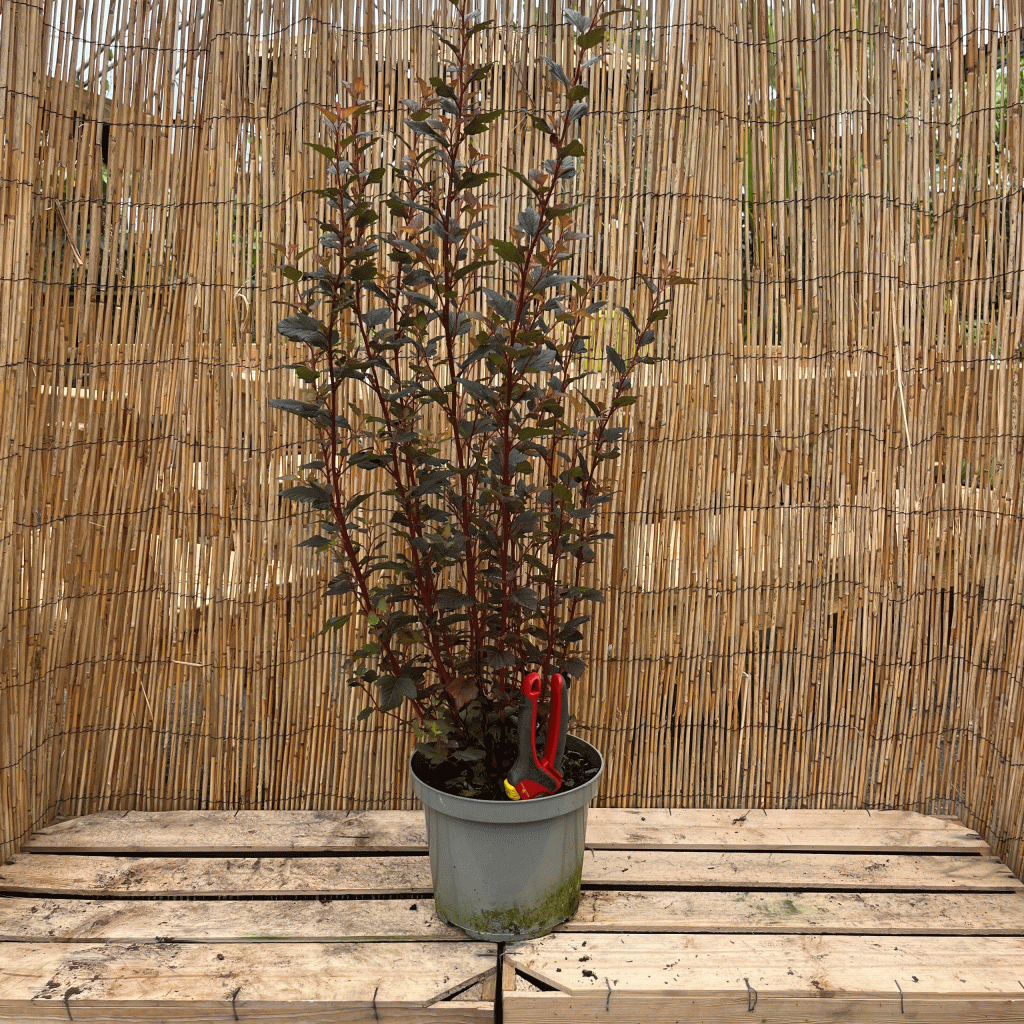 Physocarpus brown sugar