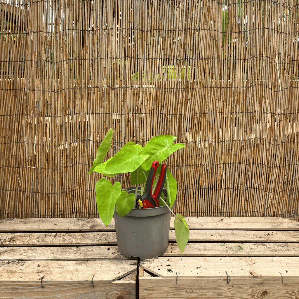 Colocasia esculenta