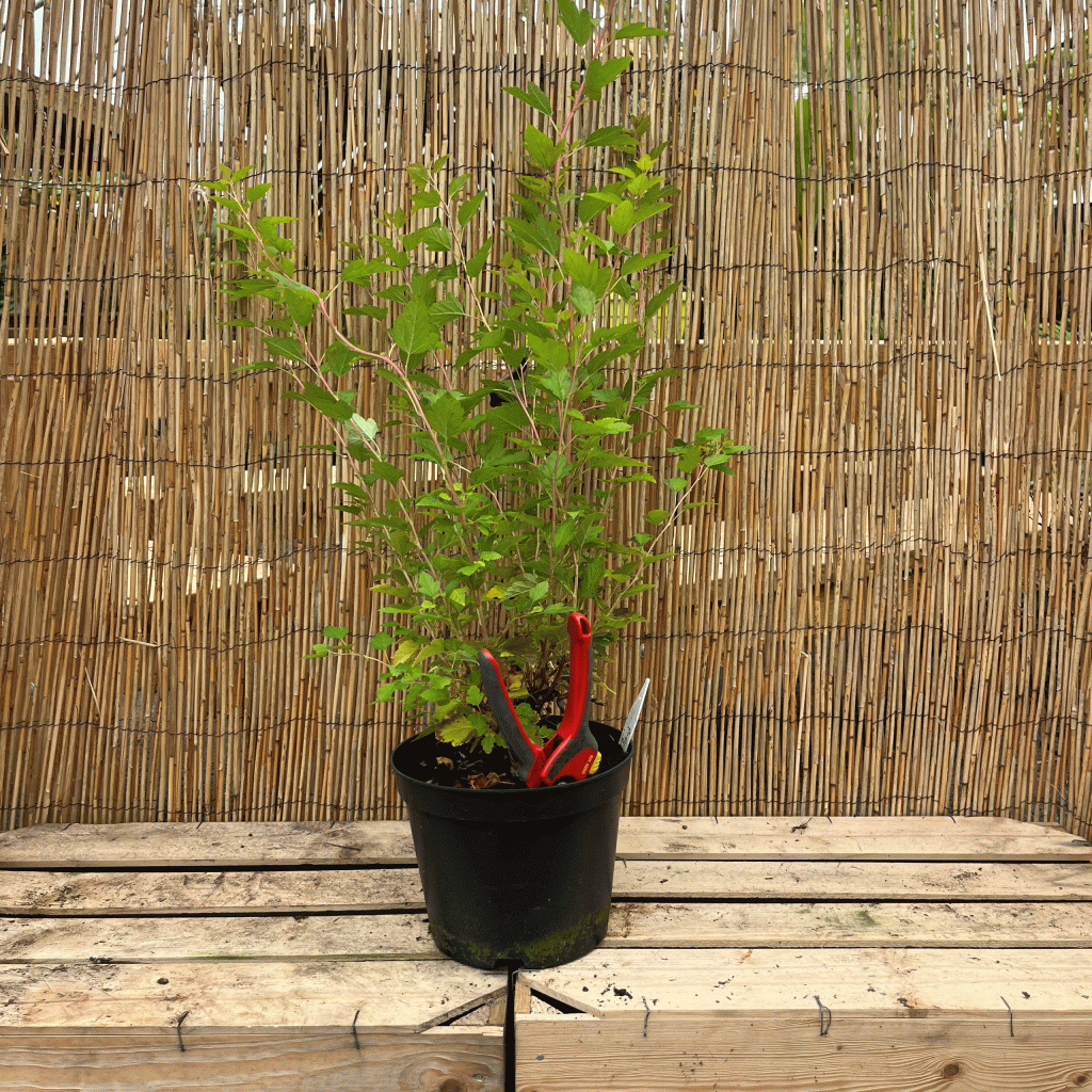 Physocarpus raspeberry lemonade