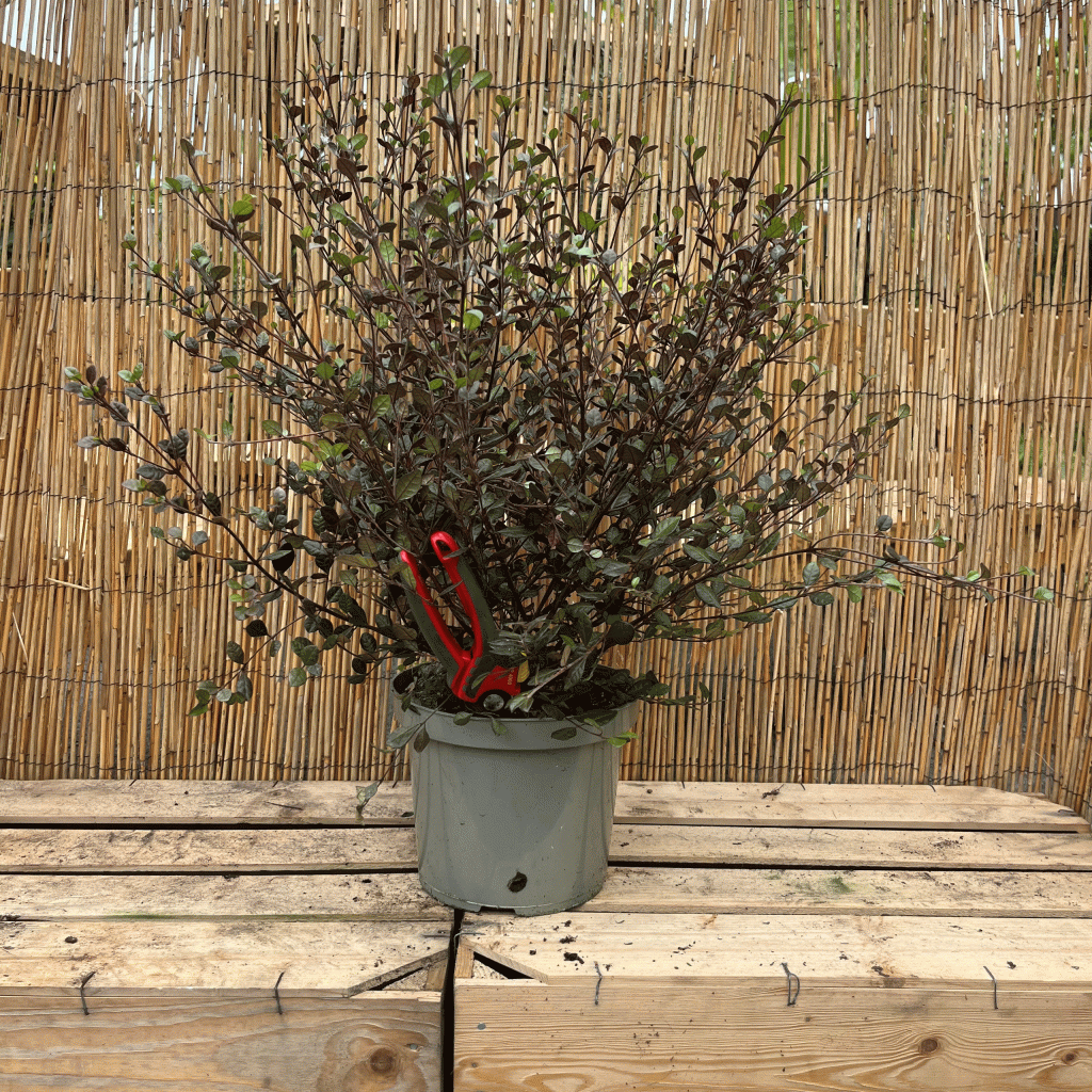 Lophomyrtus x ralphii