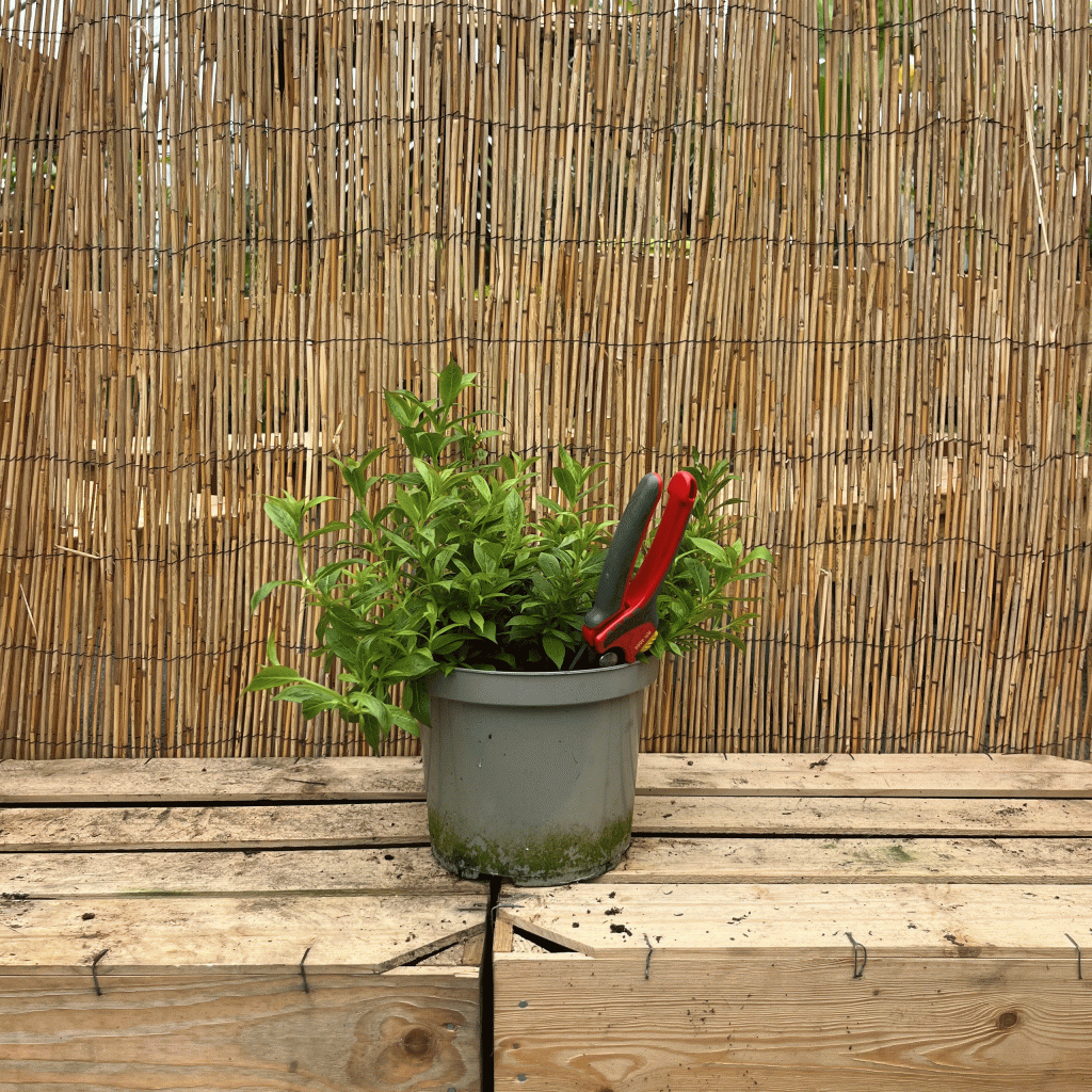 Weigela 'picobella rosa'