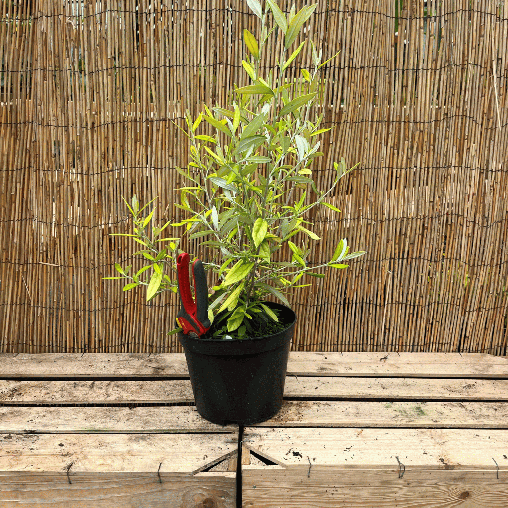 corokia x virgata 'sunsplash'