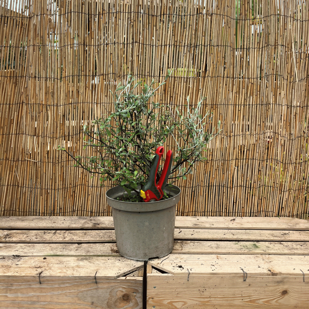 corokia 'emerald and jade'