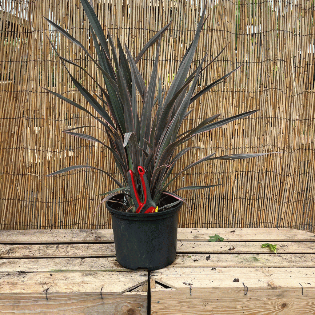 Phormium Pink stripe