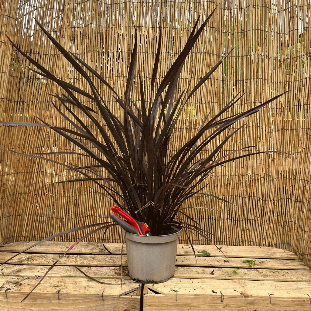 phormium 'Red sensation'