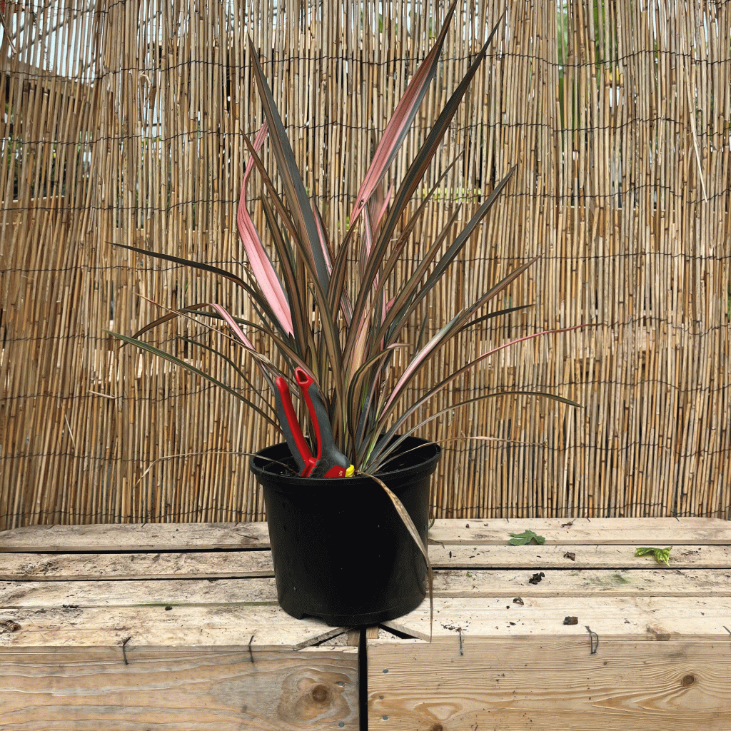 Phormium 'Flamigo'