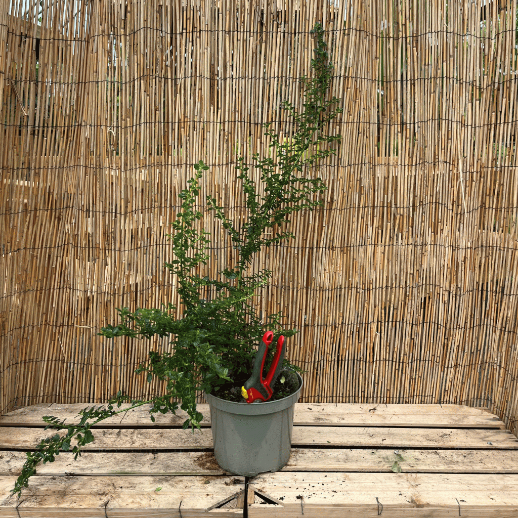 ceanothus blue diamond