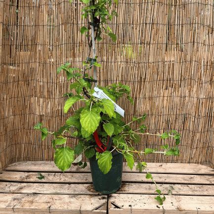 Hydrangea petiolaris