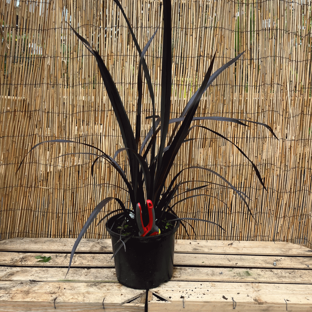 phormium black adder