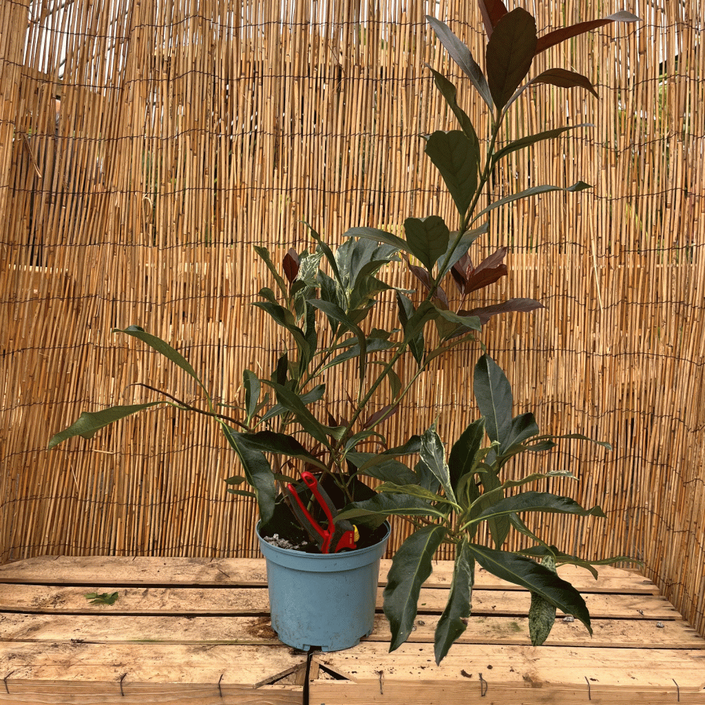 Lonicera Caerula 'Purple Storm'