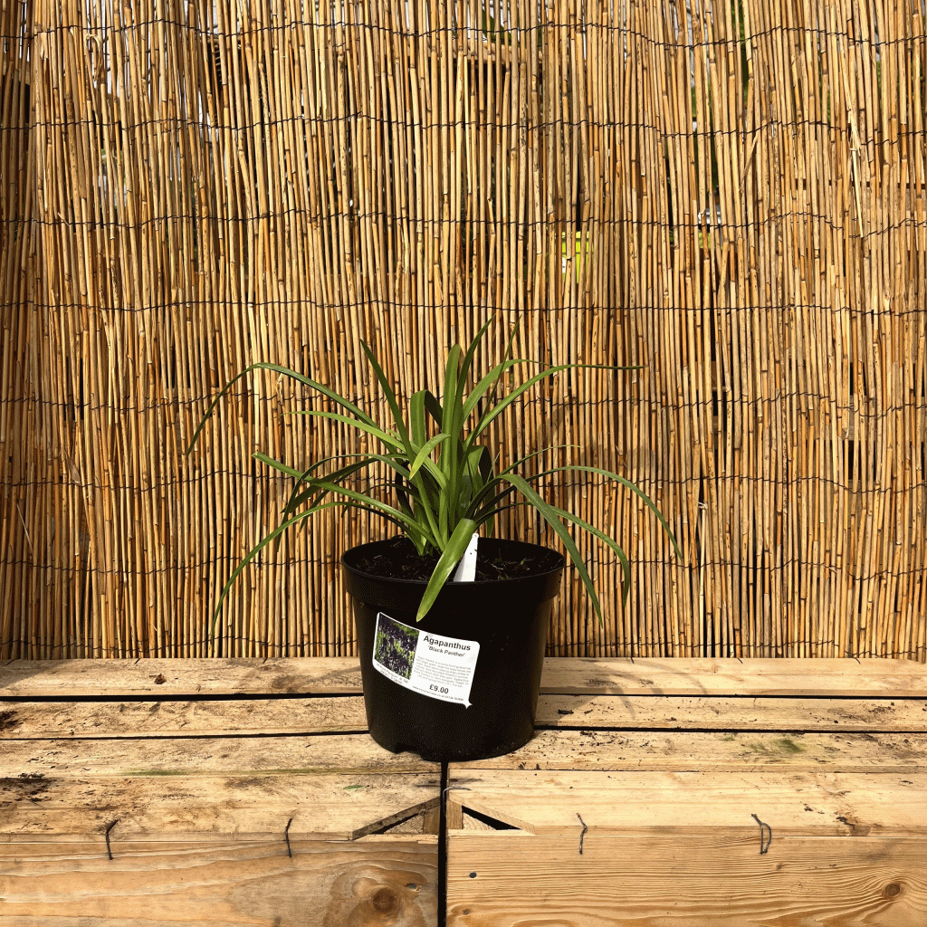Agapanthus Black Panthus