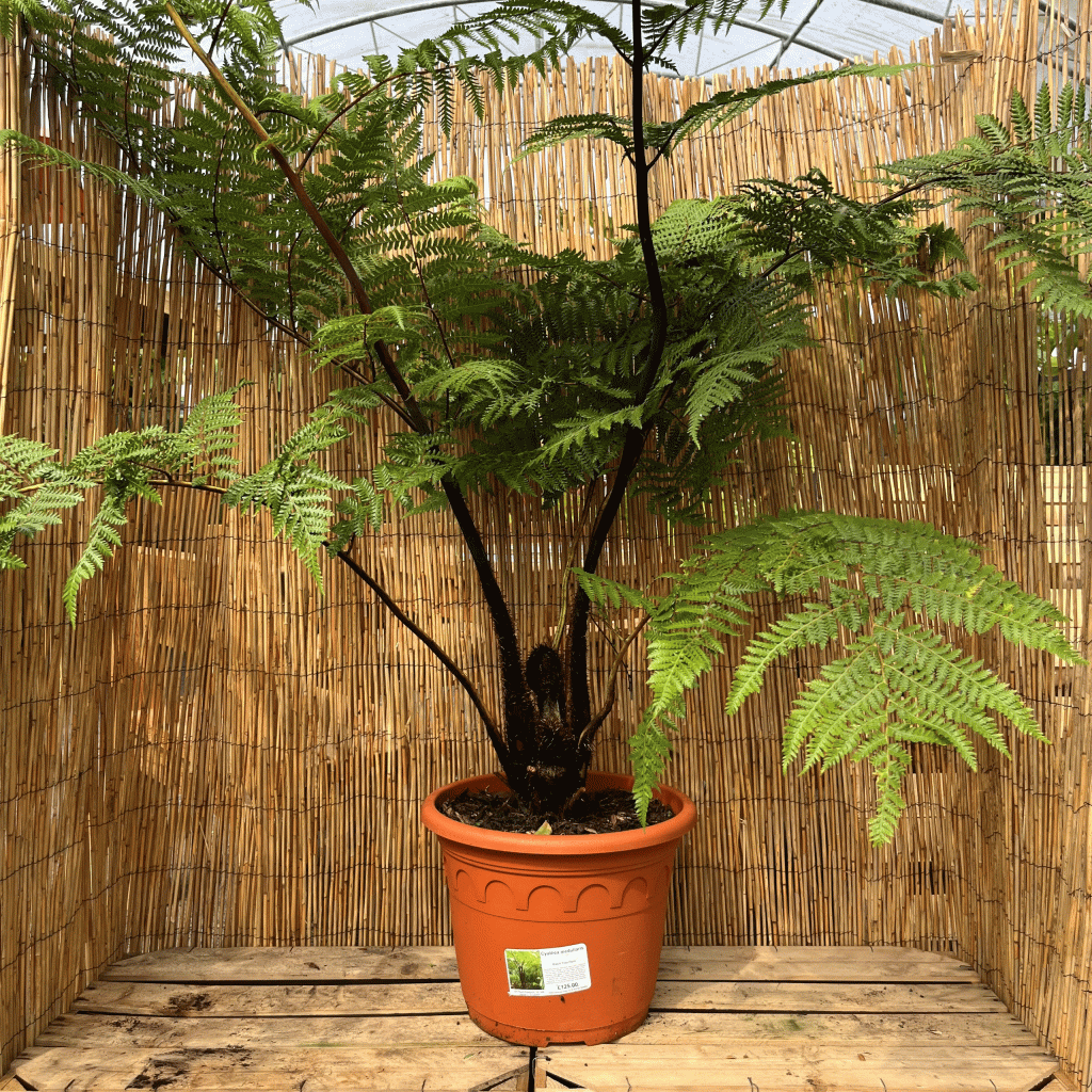 Cyathea medullaris