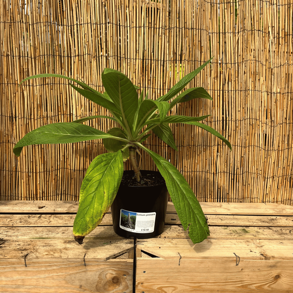 Echium Pininana