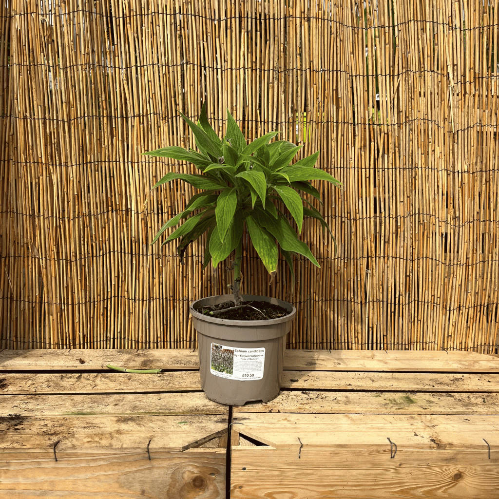 Echium candicans