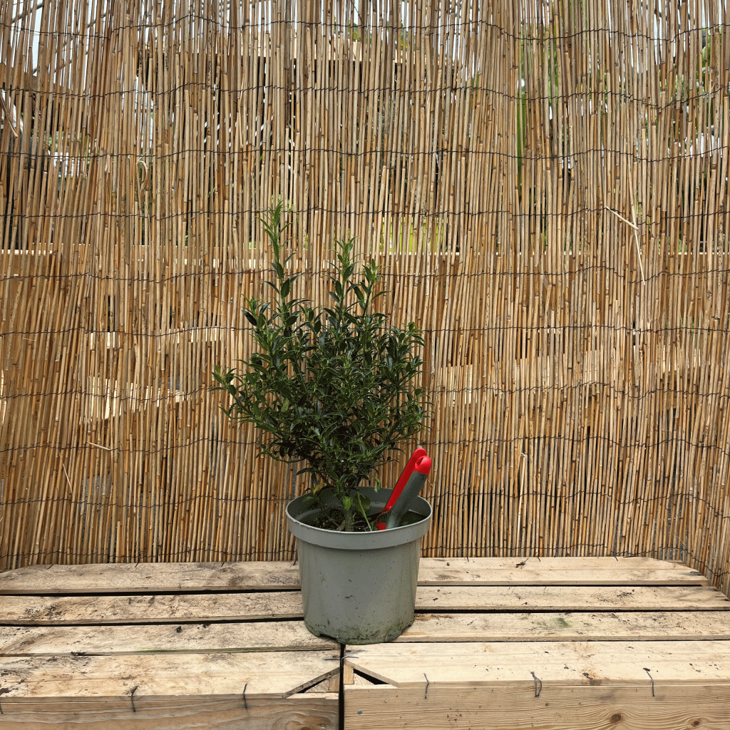Ilex aquifolium