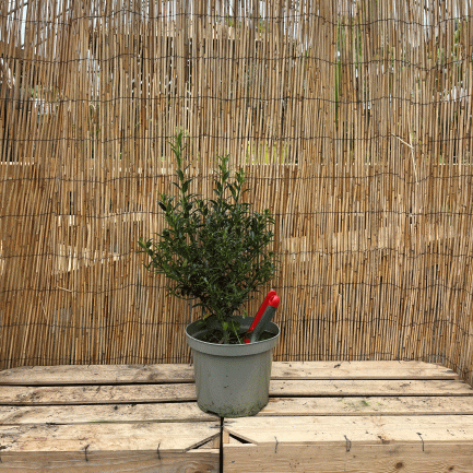 Ilex aquifolium