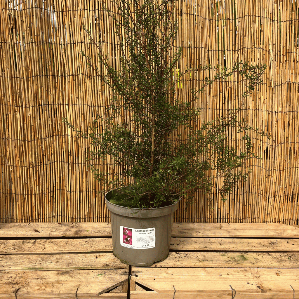 Leptospermum havering hardy