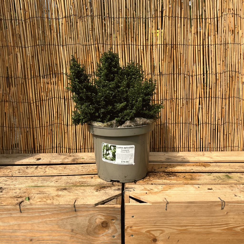 luma apiculata compacta