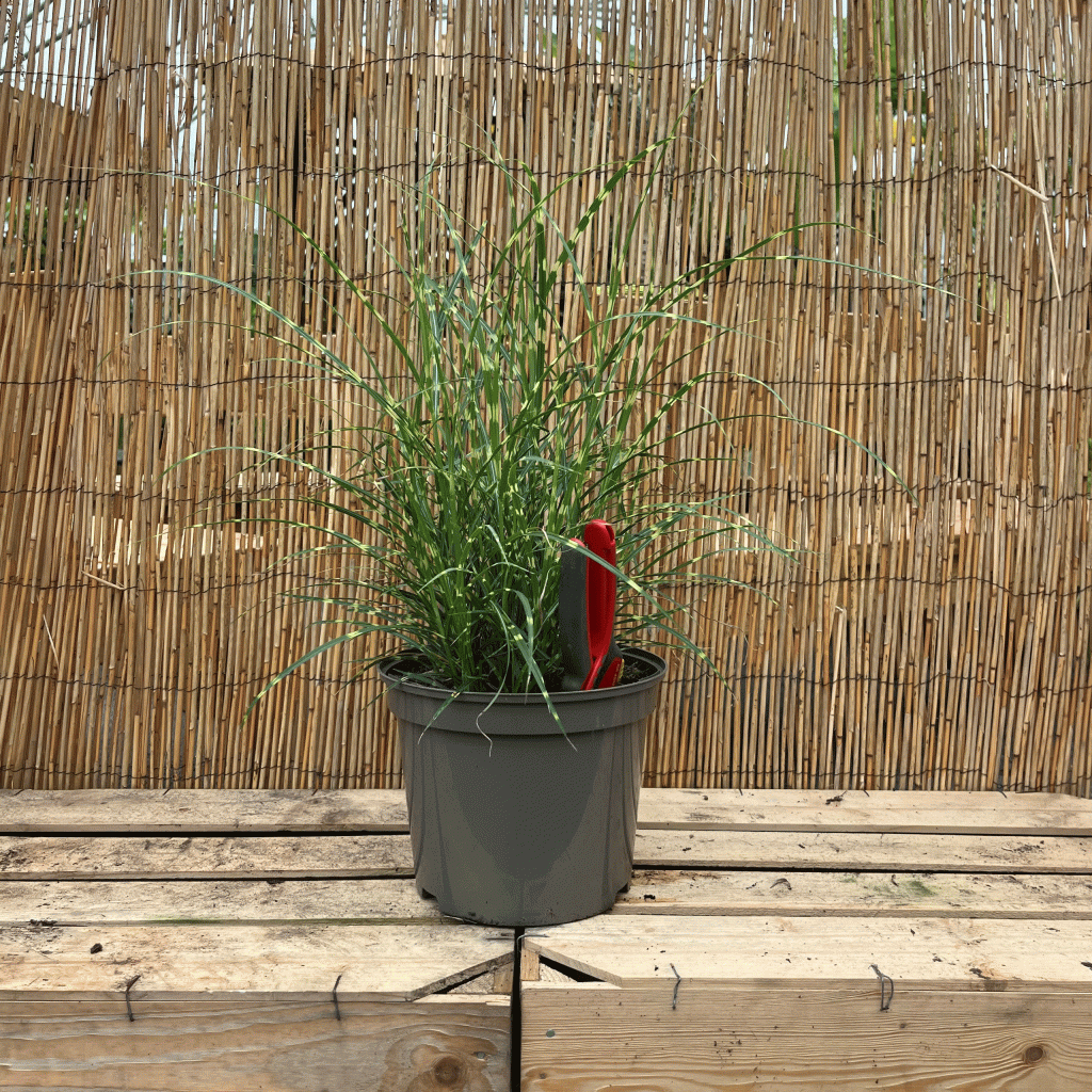 Miscanthus little zebra