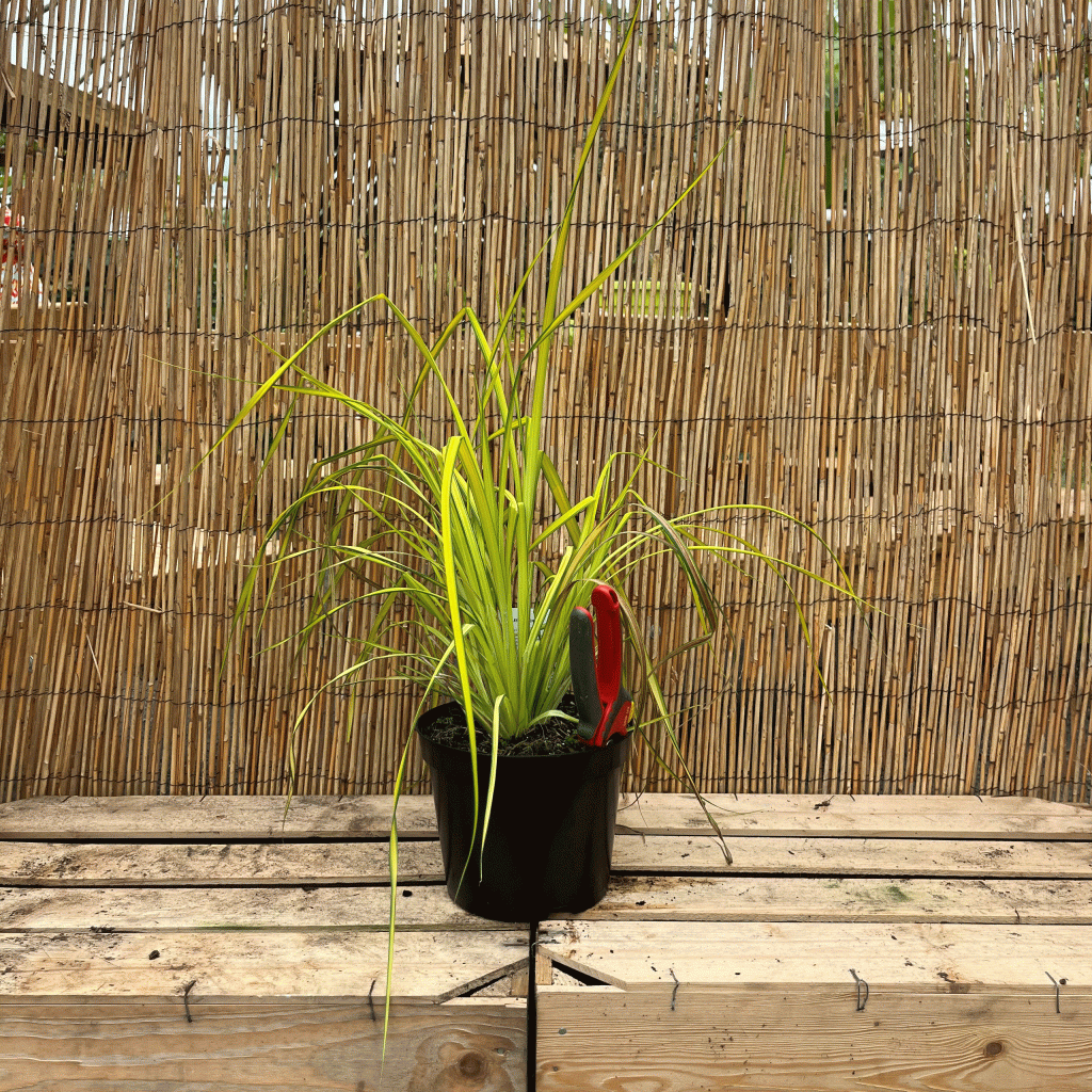 Phormium yellow wave