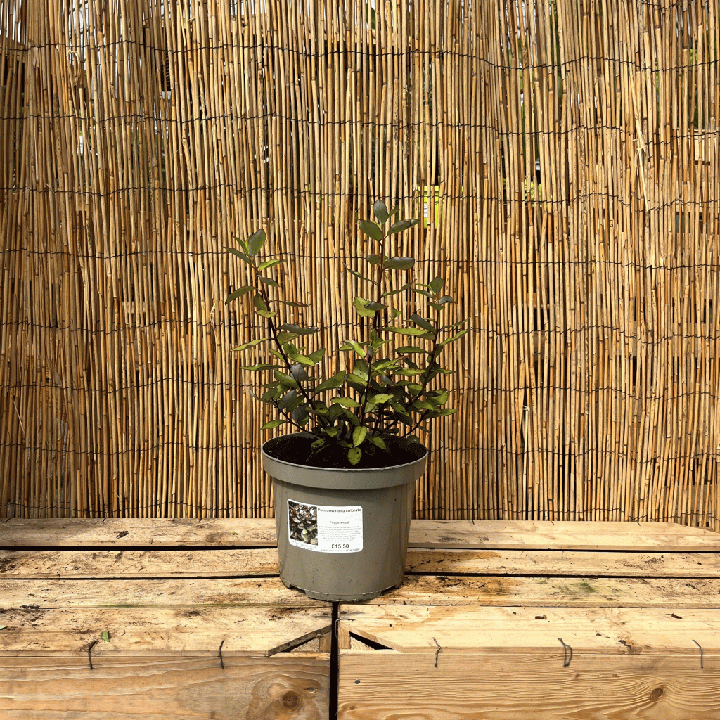 pseudowintera colorata