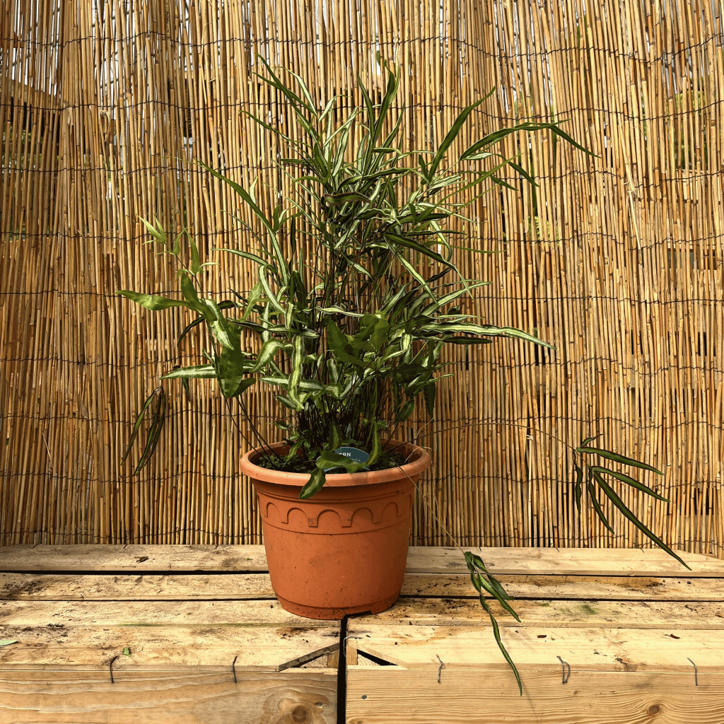 Pteris nipponica