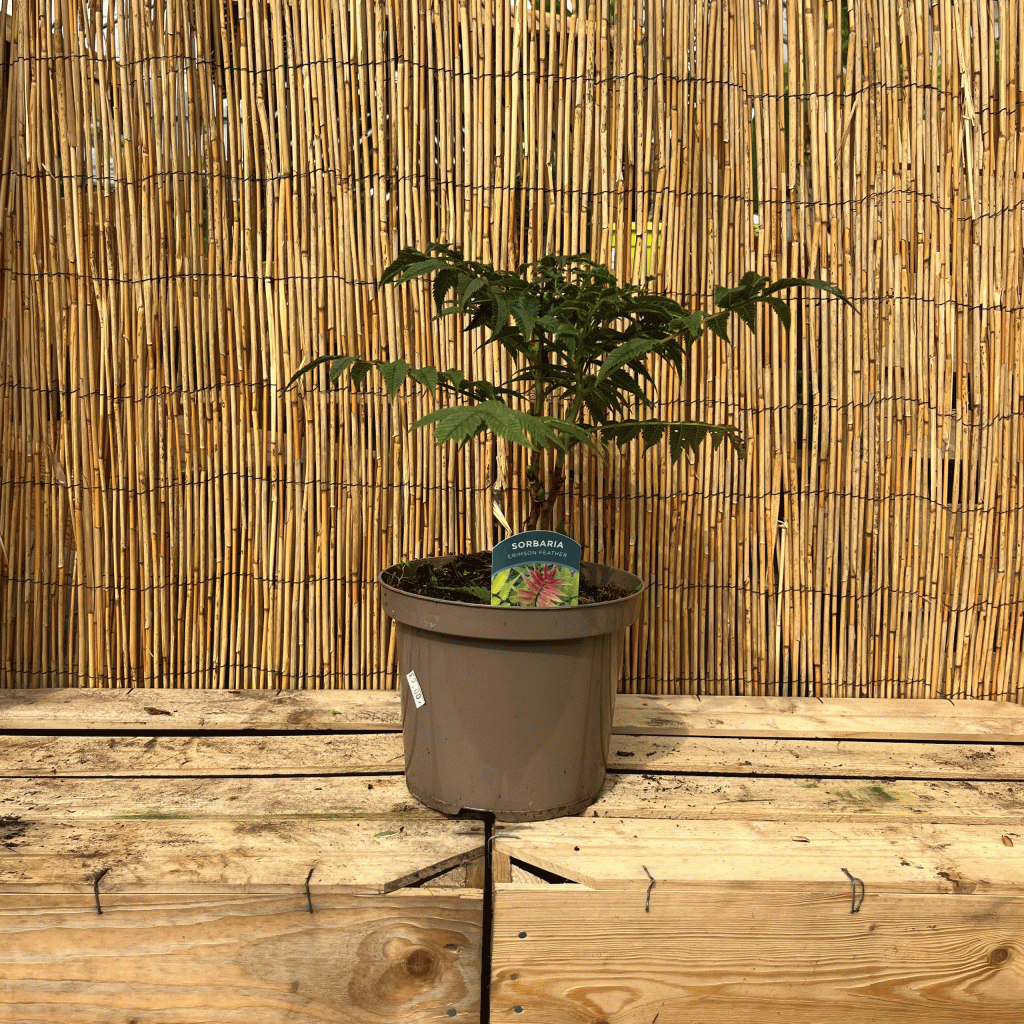 Sorbaria crimson feather