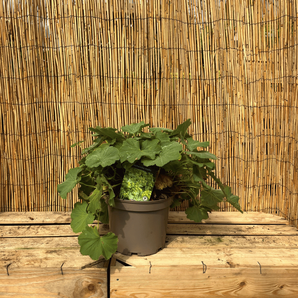 alchemilla mollis