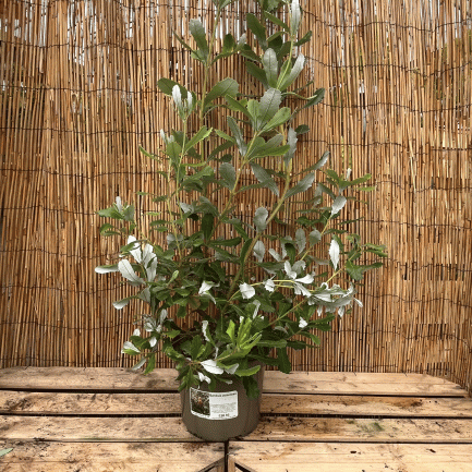 banksia paludosa
