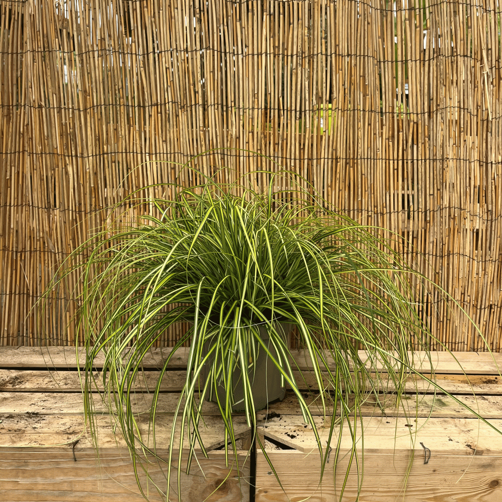 carex eversheen