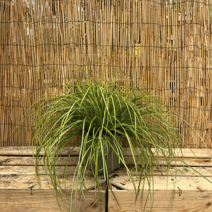 carex eversheen