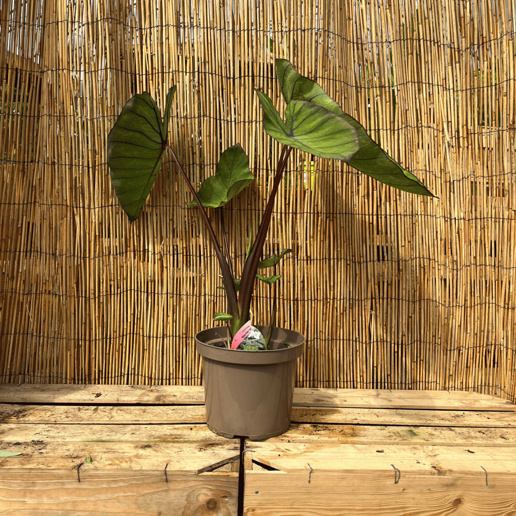 colocasia blue hawaii