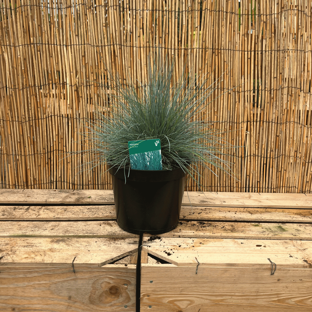 Festuca buddy blue