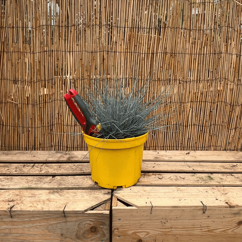 Festuca glauca elijah blue