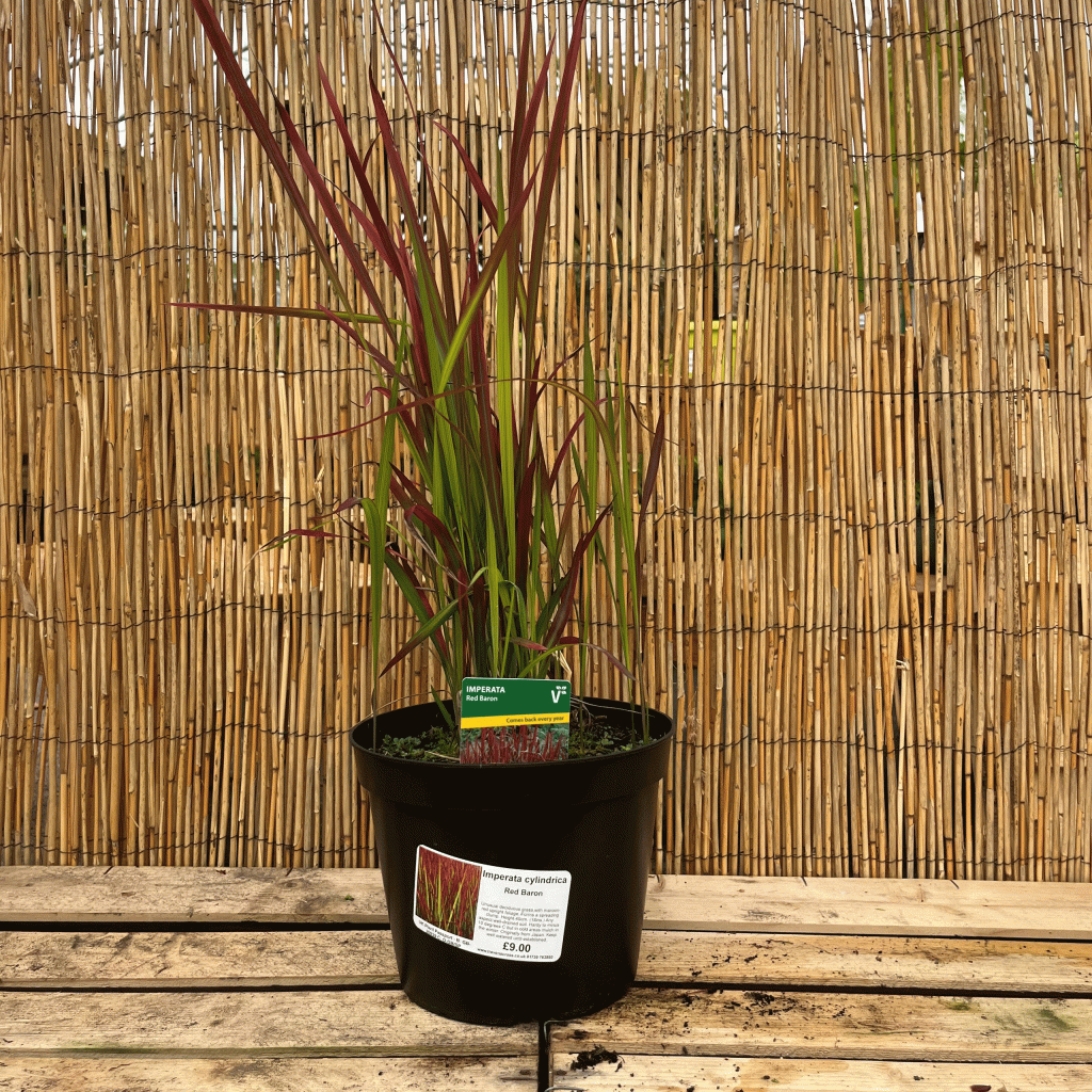 imperata cylindrica red baron