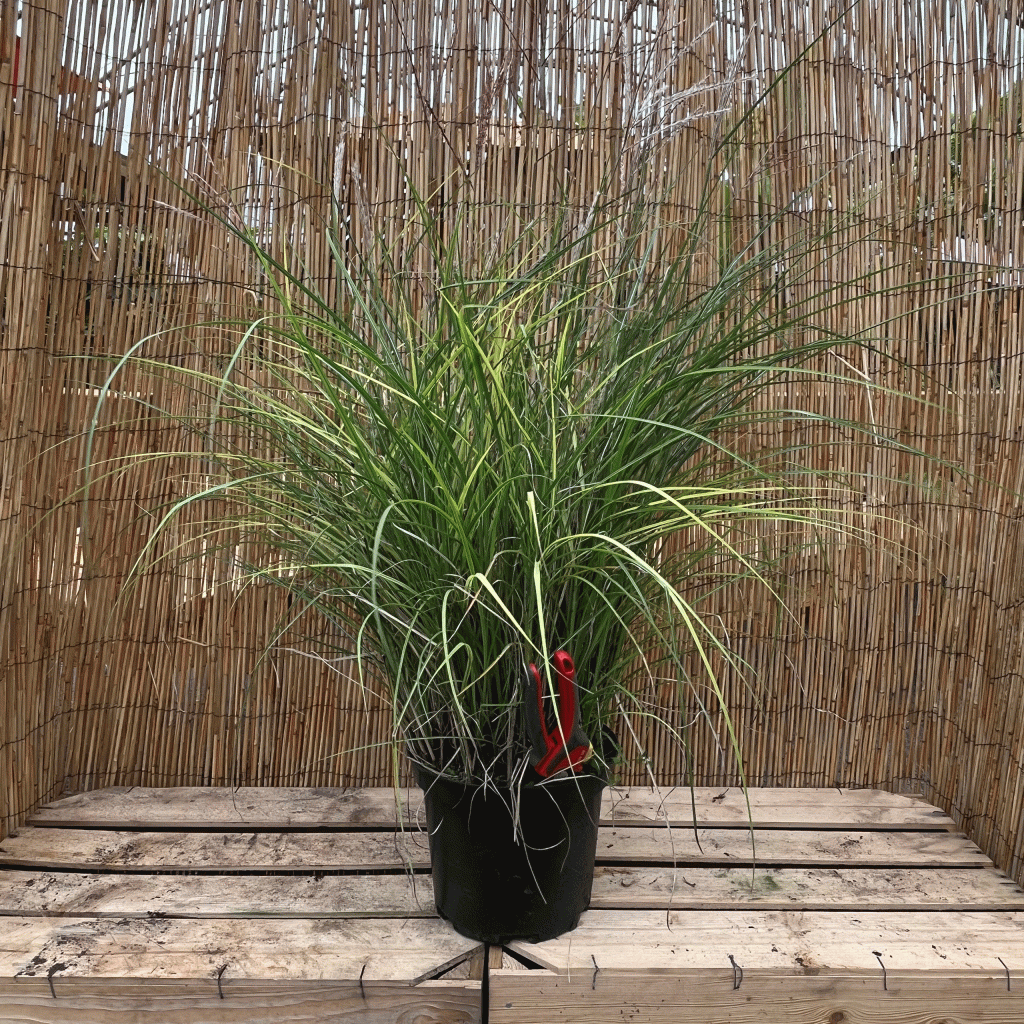 miscanthus