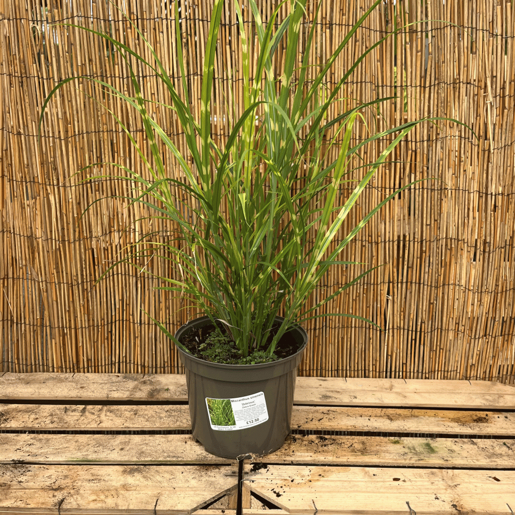 miscanthus sinensis zebrinus